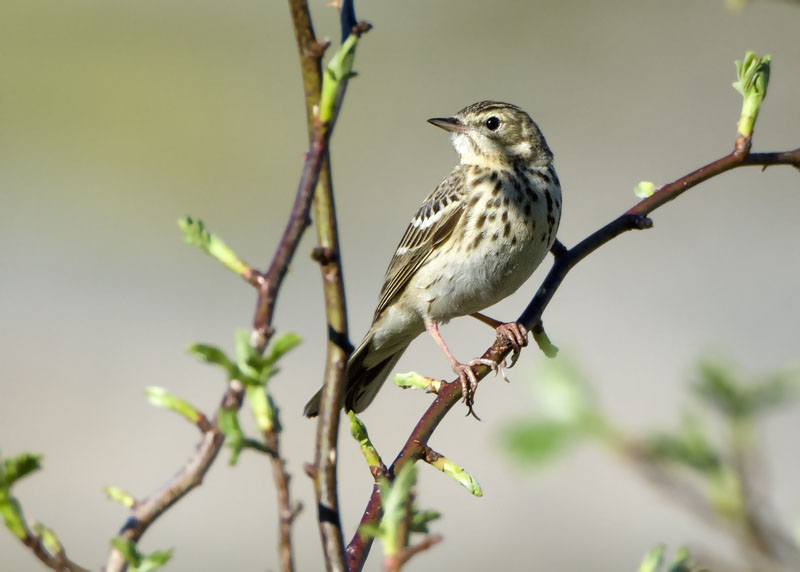 Prispolone - Anthus trivialis